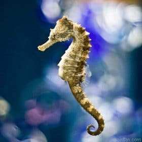 Seahorses In The Ocean Paint By Numbers.png