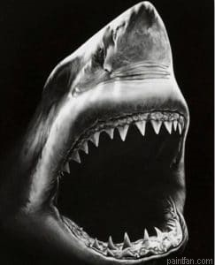 Shark Fish Paint By Numbers.png