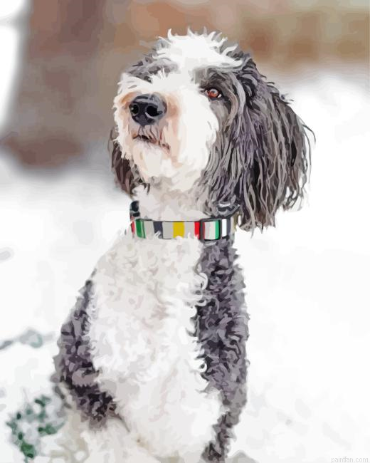Sheepadoodle Paint By Numbers.png
