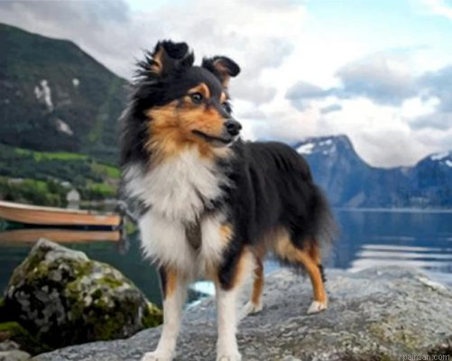 Sheltie Dog Animal Paint By Number.png