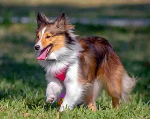 Sheltie Dog Paint By Number.png