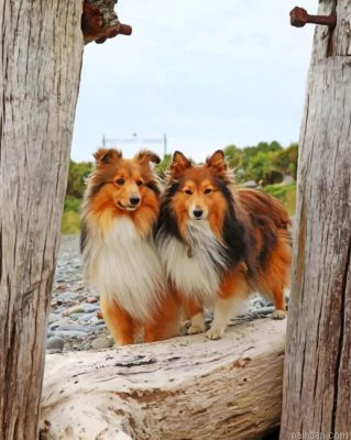 Shelties Dogs Paint By Number.png