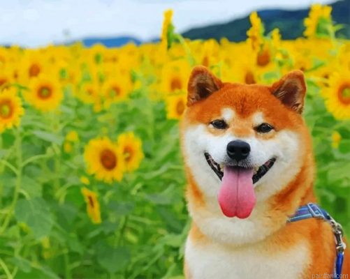 Shiba Inu In A Field Of Sunflowers Paint By Number.png
