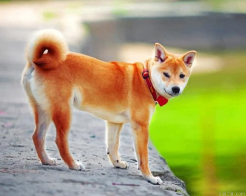 Shiba Inu Japanese Dog Paint By Number.png
