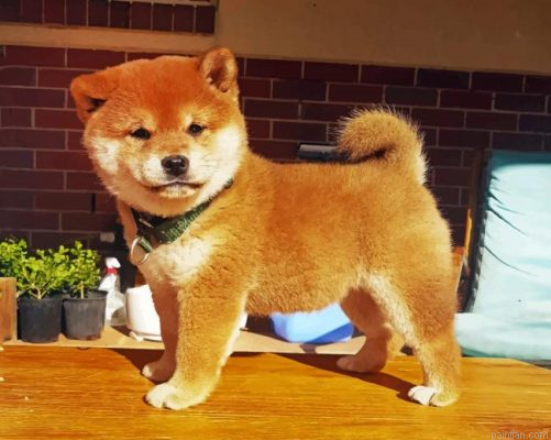 Shiba Inu Puppy Paint By Number.png