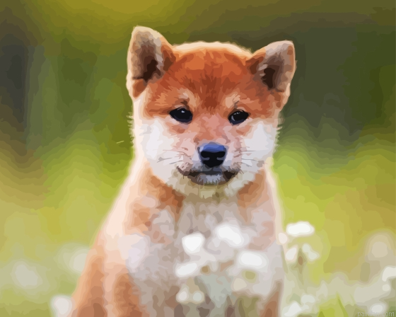Shiba Inu Sitting In Field Paint By Numbers.png