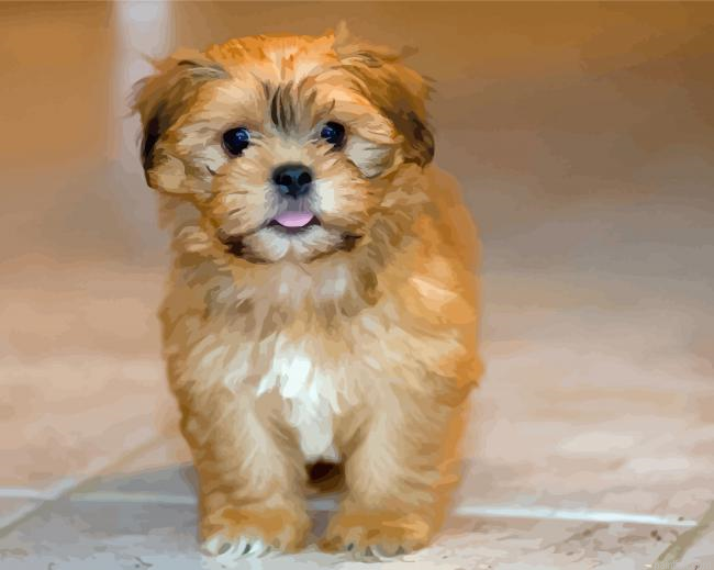 Shih Tzu Bichon Paint By Numbers.png