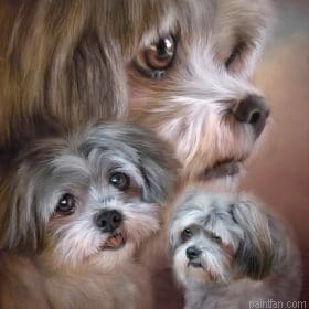 Shih Tzu Dogs Paint By Numbers.png