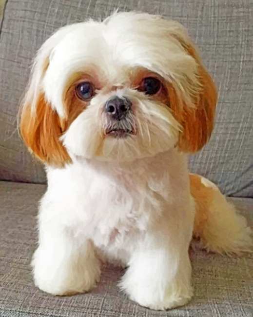 Shih Tzu Paint By Number.png