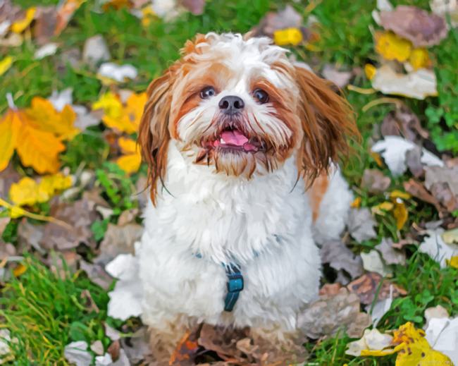 Shih Tzu Puppy Paint By Number.png