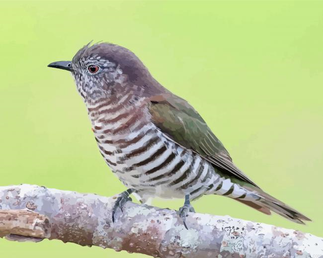Shining Bronze Cuckoo Paint By Numbers.png