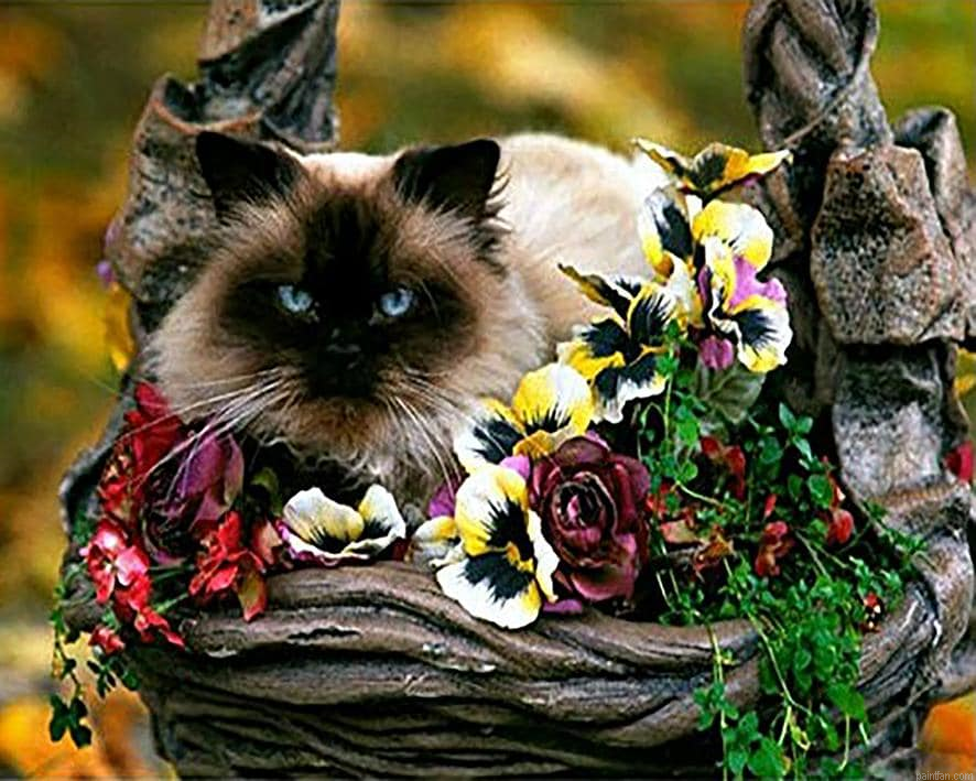 Siamese Cat Paint By Numbers.png