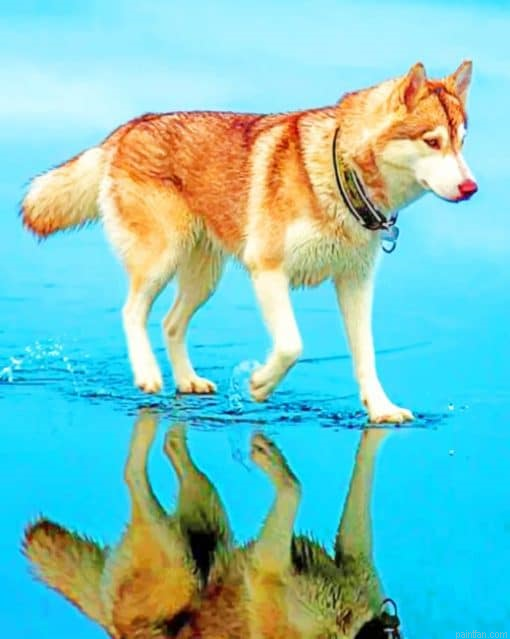 Siberian Brown Husky Paint By Numbers.png