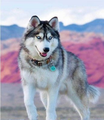 Siberian Dog Paint By Numbers.png
