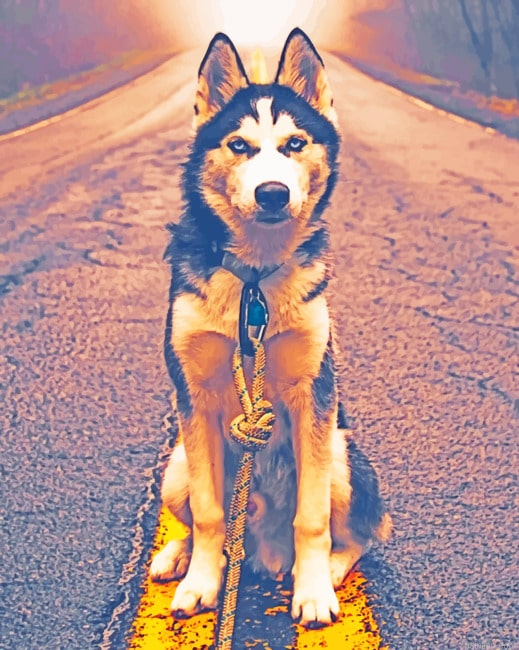 Siberian Husky In Road New Paint By Numbers.png