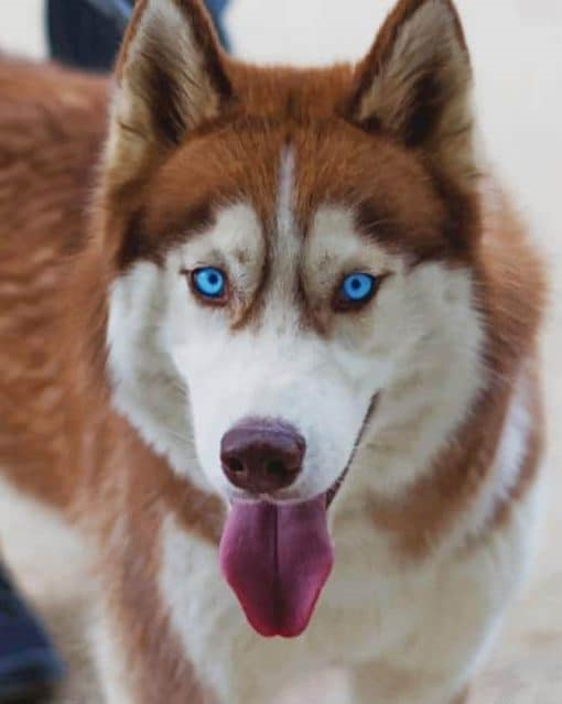 Siberian Husky Paint By Numbers.png
