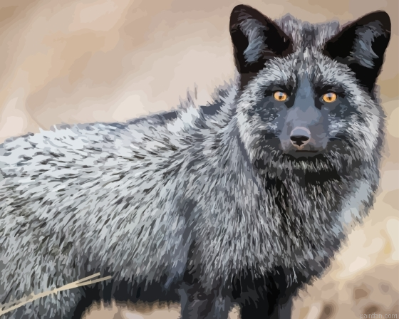 Silver Fox Animal Paint By Numbers.png
