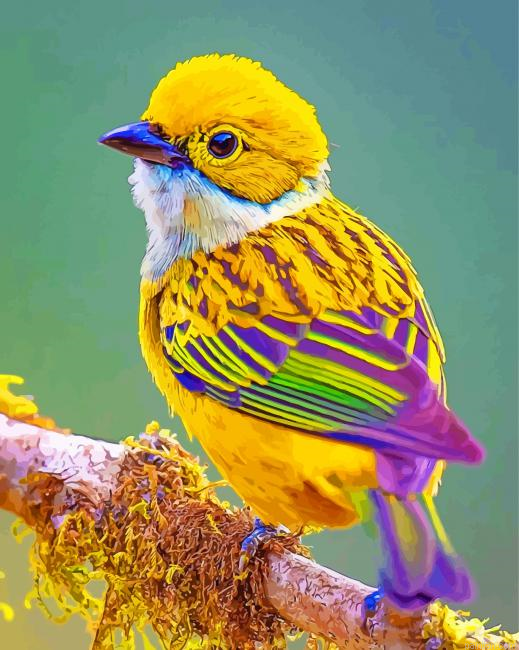 Silver Throated Tanager Bird Paint By Number.png
