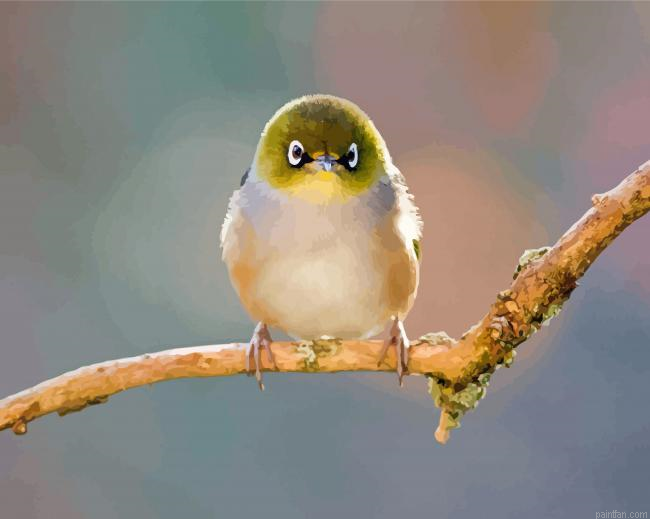 Silvereye Paint By Numbers.png