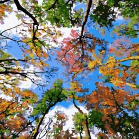 Sky Of Trees Paint By Numbers.png