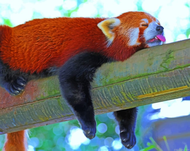 Sleeping Red Panda Lesser Paint By Number.png