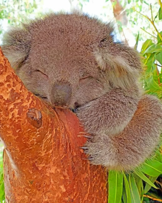 Sleepy Koala Animals Paint By Numbers.png