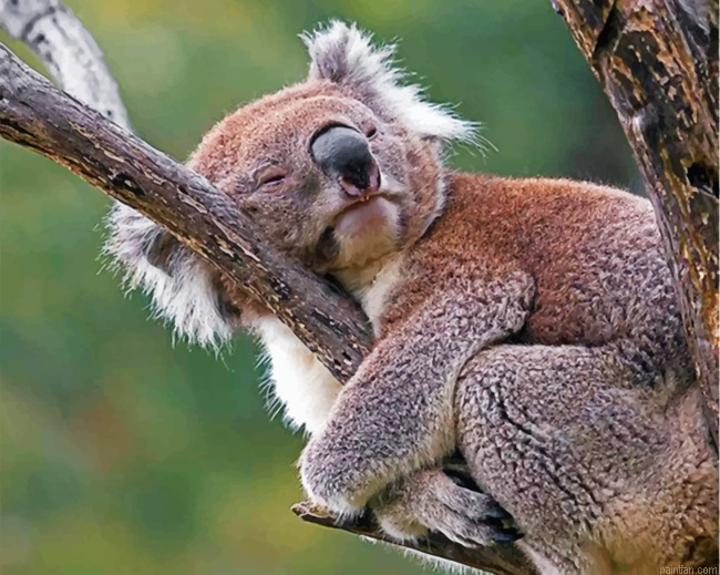 Sleepy Koala Paint By Number.png