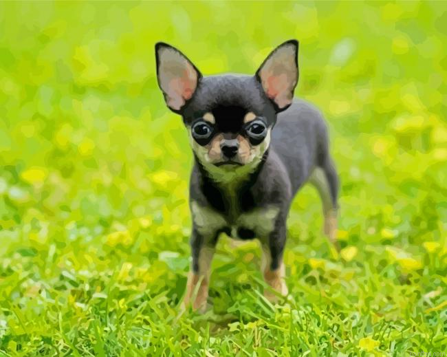 Small Chihuahua Paint By Numbers.png