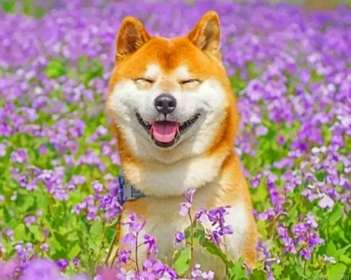 Smiling Shiba Inu Paint By Number.png