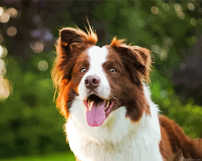 Smooth Collie Paint By Numbers.png