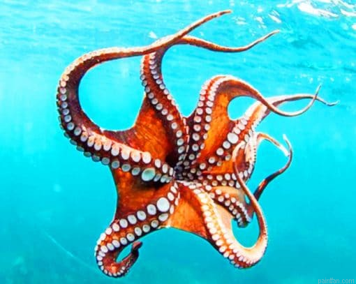 Smoothskin Octopus Paint By Numbers.png