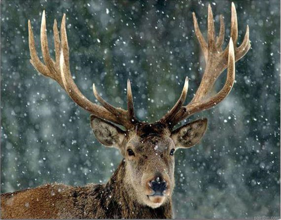 Snow Deer Paint By Numbers.png