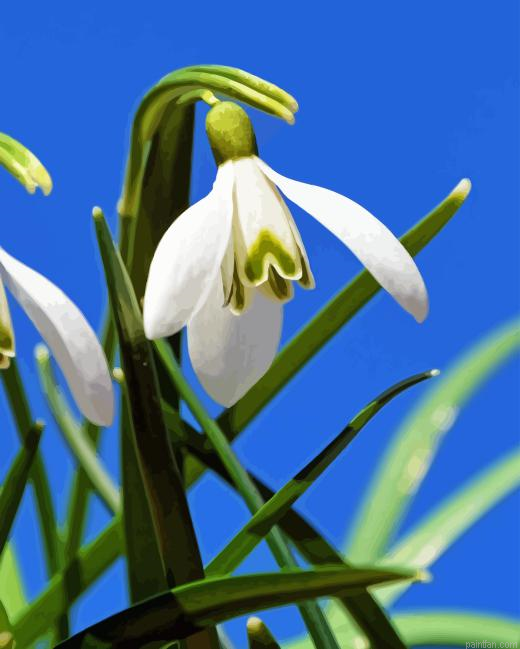 Snowdrop Flower Paint By Numbers.png