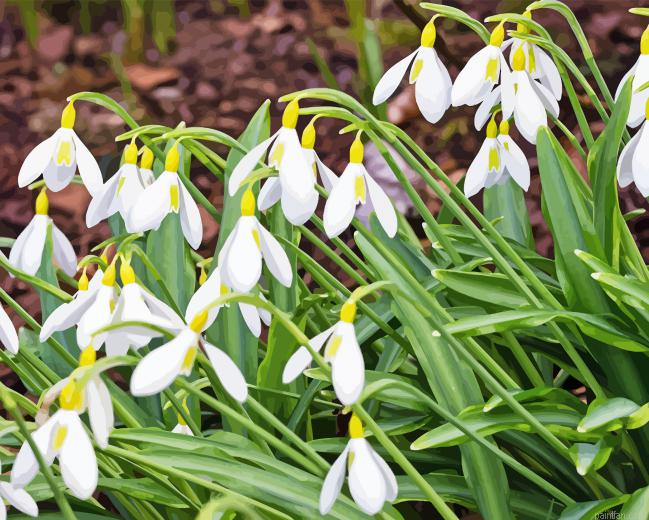 Snowdrops Flower Paint By Numbers.png