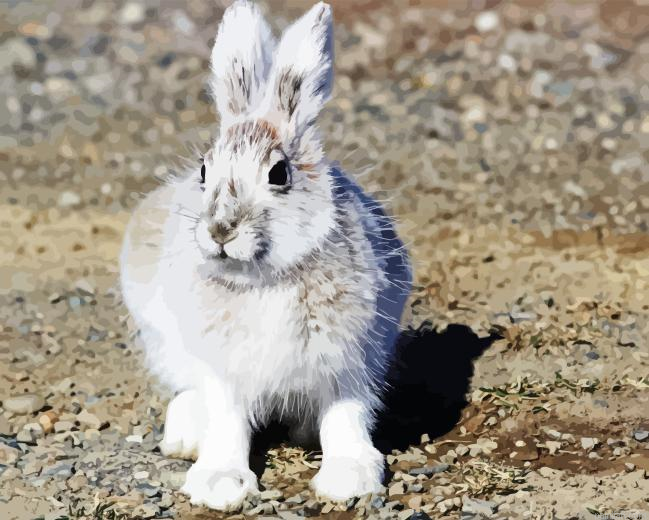 Snowshoe Hare Paint By Numbers.png