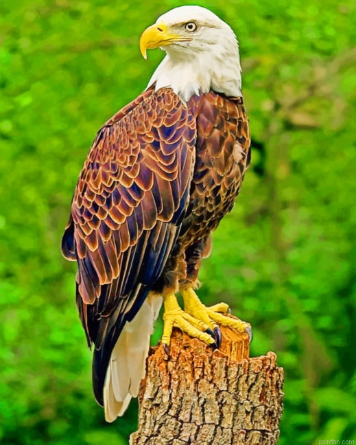 Southern Bald Eagle New Paint By Numbers.png