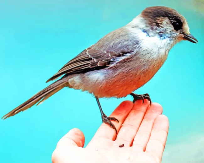 Sparrow Bird In Hand Paint By Number.png