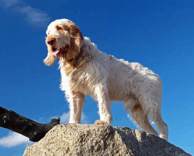 Spinone Italiano Paint By Numbers.png
