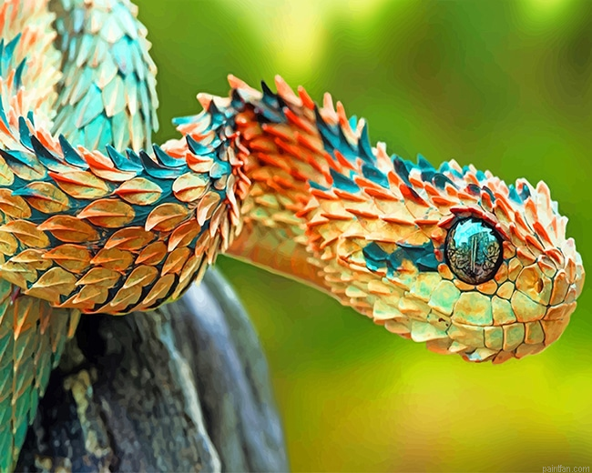 Spiny Bush Snake New Paint By Numbers.png