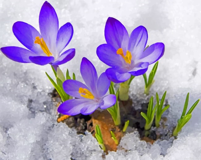 Spring In The Snow Paint By Numbers.png