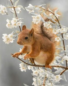 Squirrel Animals Paint By Numbers.png
