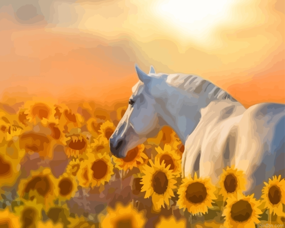 Stallion Horse In Sunflowers Paint By Numbers.png