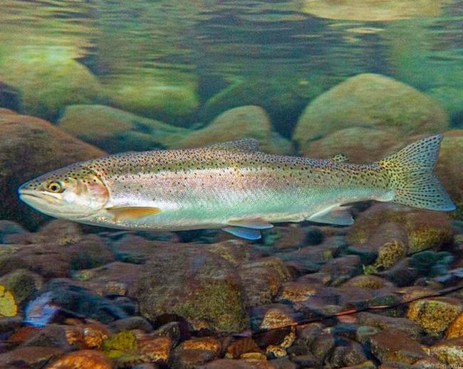 Steelhead Fish Paint By Numbers.png