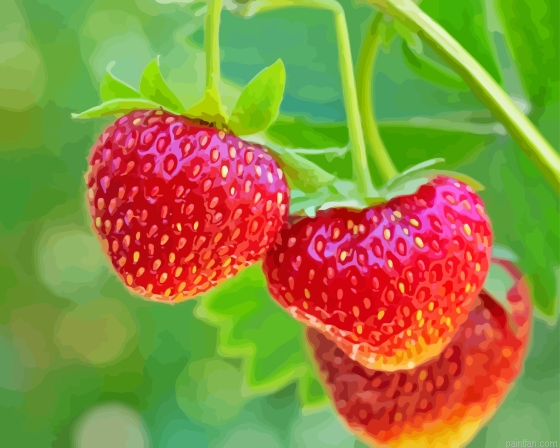 Strawberries Paint By Numbers.png