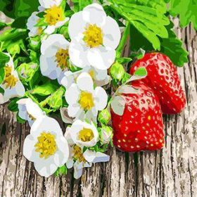 Strawberry Daisies Paint By Numbers.png