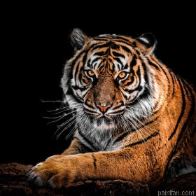 Strong Bengal Tiger Paint By Numbers.png