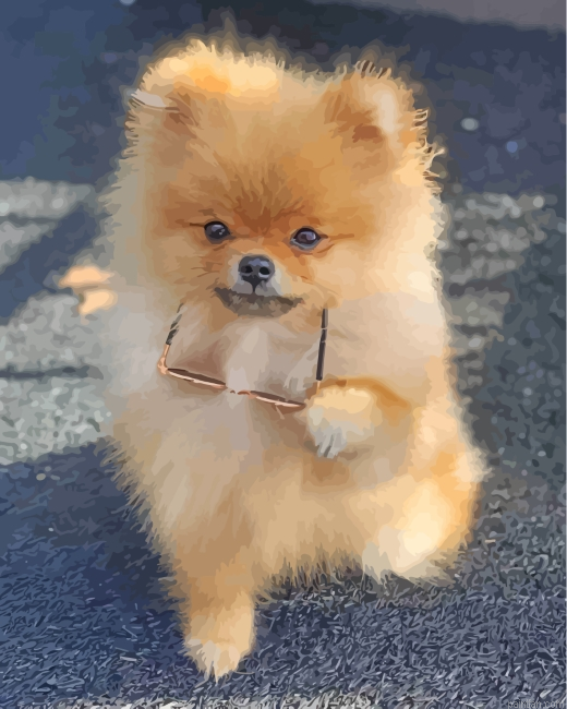 Stylish Pomeranian Paint By Number.png