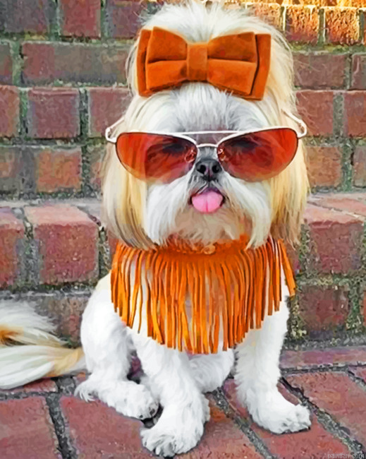 Stylish Shih Tzu Paint By Number.png