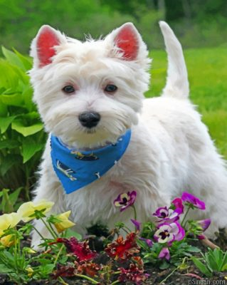 Stylish West Highland White Terrier Paint By Number.png