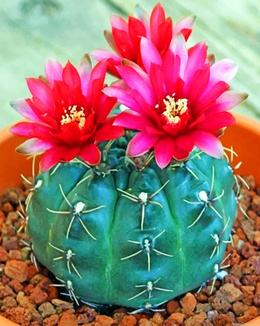 Succulent Cactus New Paint By Numbers.png